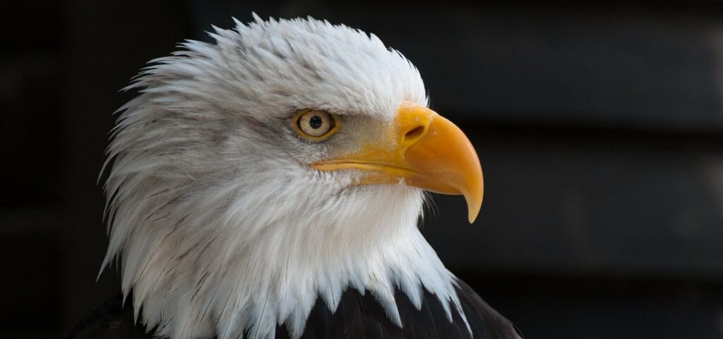 Imperial Capital but America-First Nation